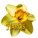 NarcisBJ